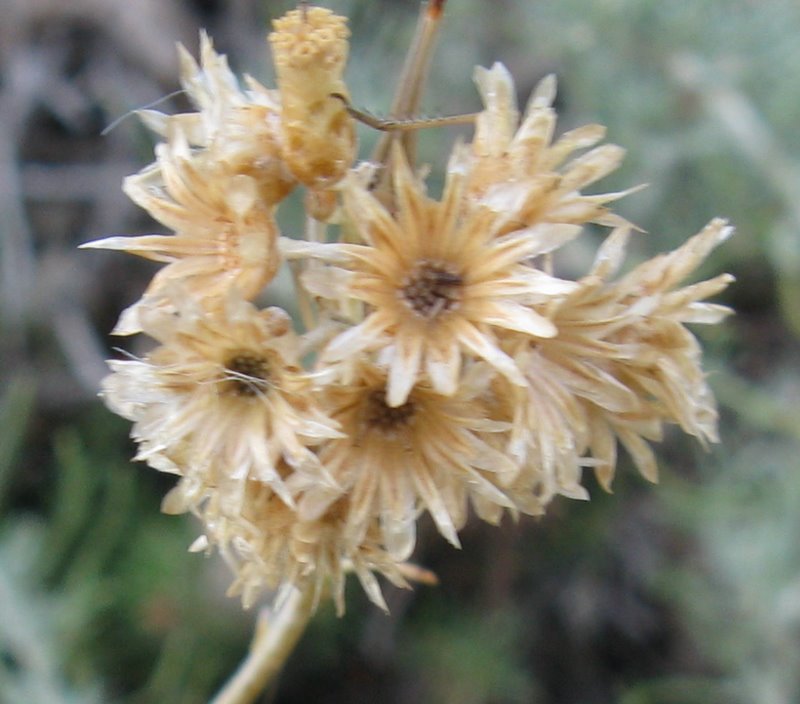 Helichrysum italicum