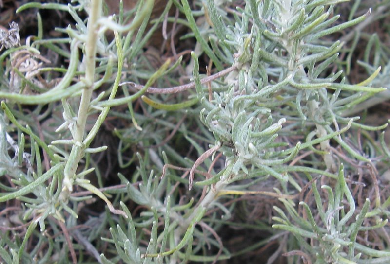 Helichrysum italicum