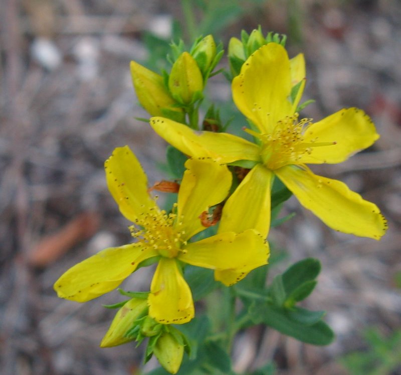 Hypericum perforatum