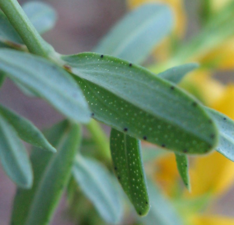 Hypericum perforatum