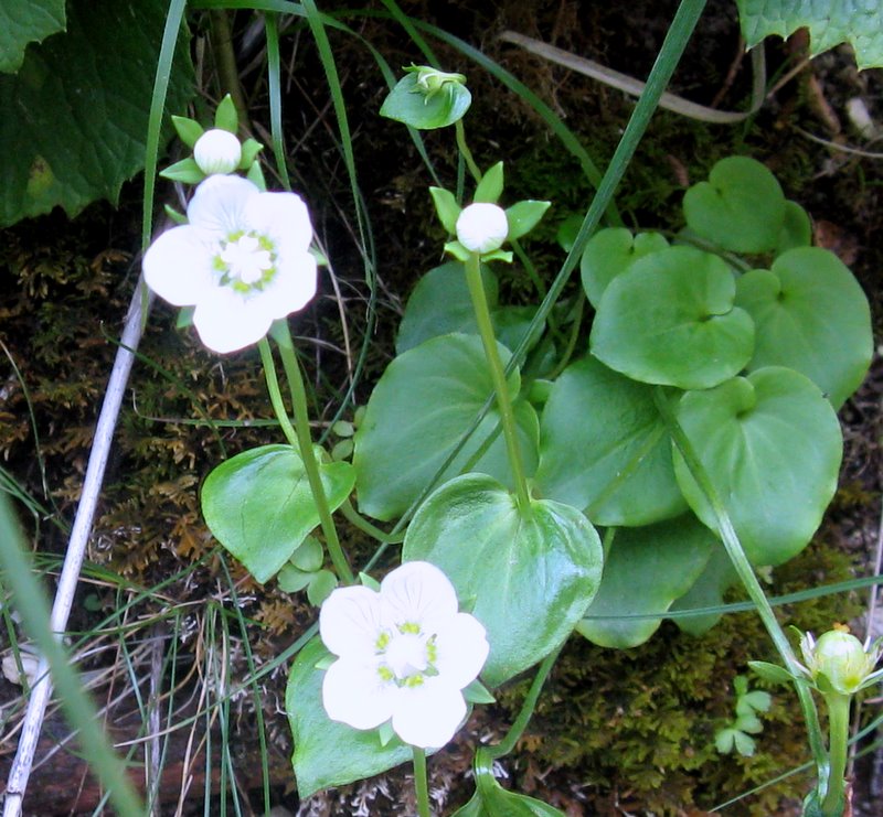 Parnassia palustris