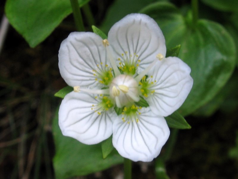 Parnassia palustris