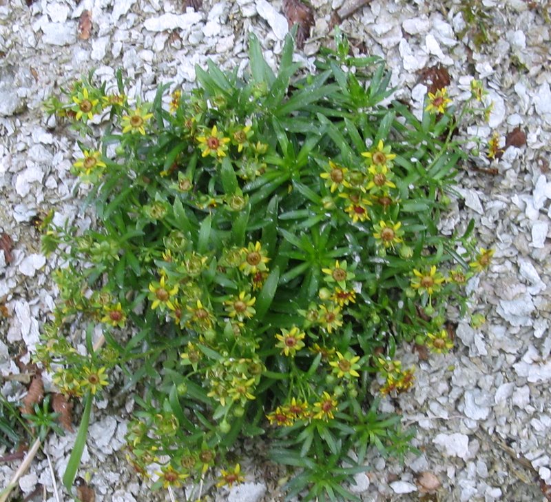 Gola dell''infernaccio - Saxifraga aizoides