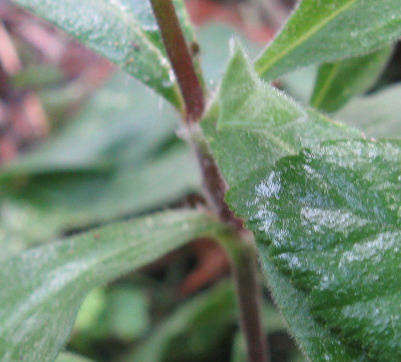 Silene alba e silene dioica???