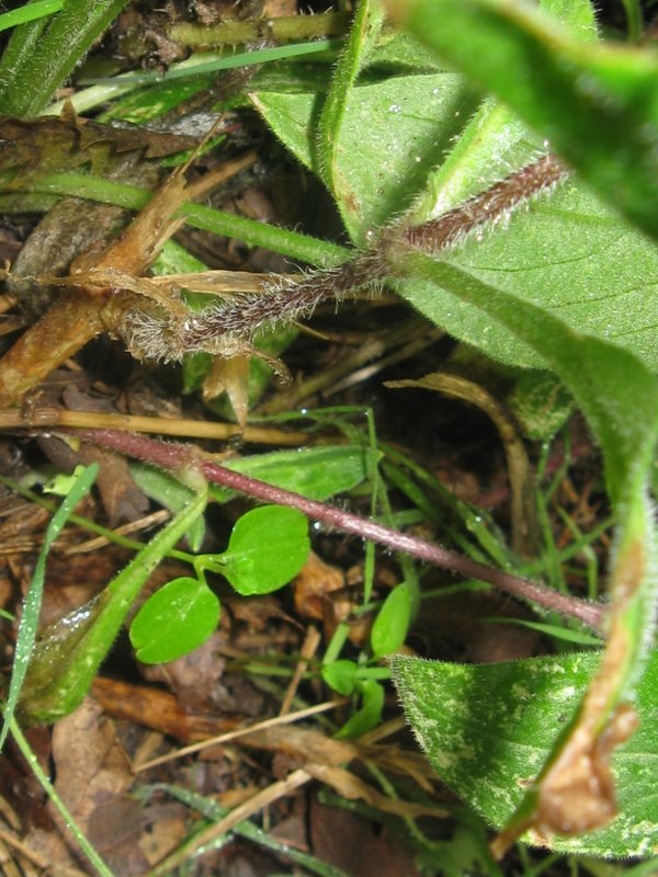 Silene alba e silene dioica???