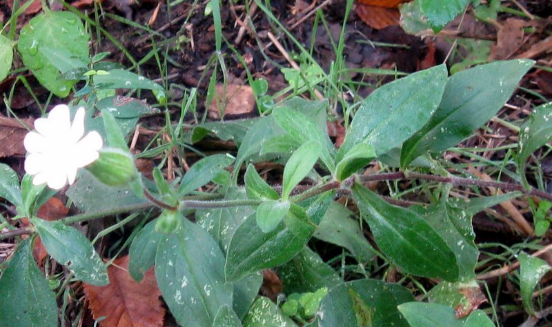 Silene alba e silene dioica???