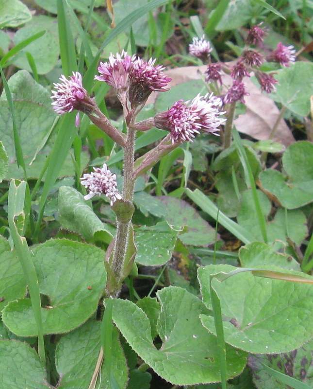 Petasites pyrenaicus (=P.fragrans) / Farfaraccio vaniglione