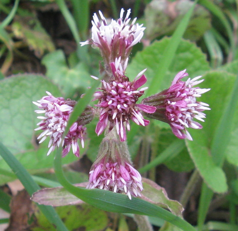 Petasites pyrenaicus (=P.fragrans) / Farfaraccio vaniglione