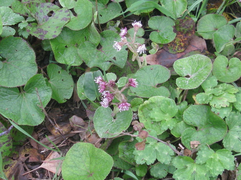 Petasites pyrenaicus (=P.fragrans) / Farfaraccio vaniglione