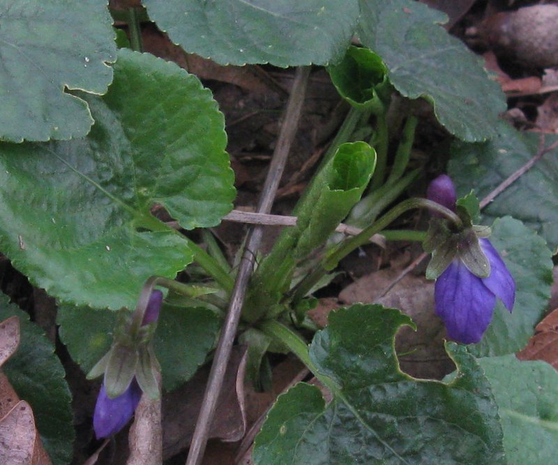 ancora viole!
