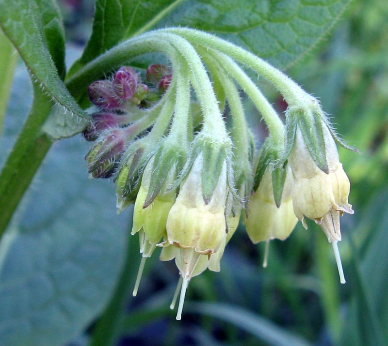 Symphytum bulbosum