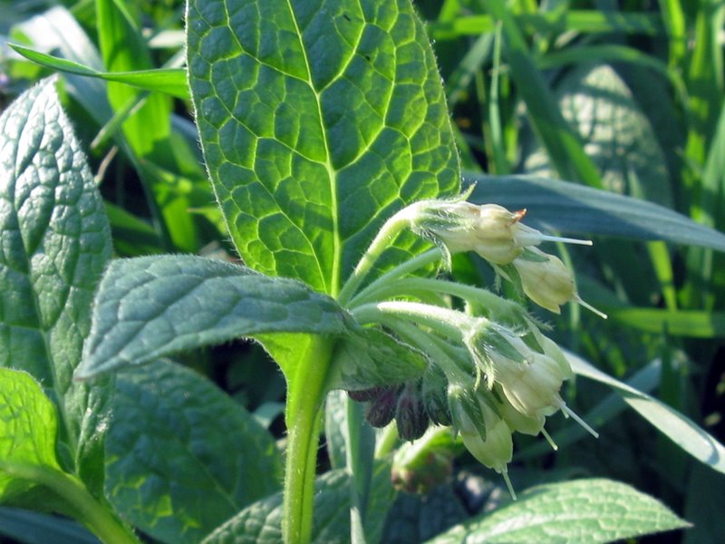 Symphytum bulbosum