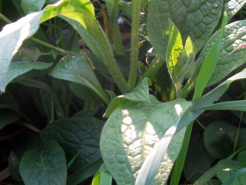Symphytum bulbosum