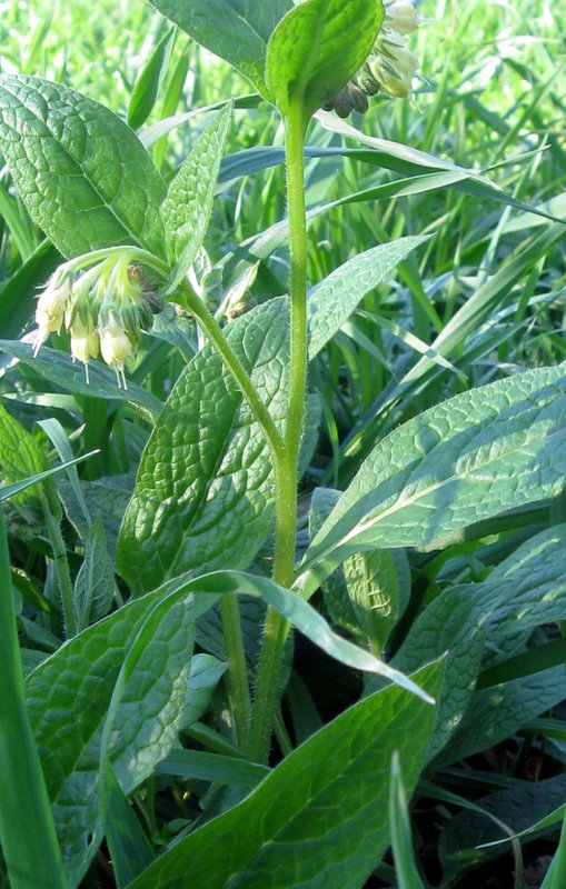 Symphytum bulbosum