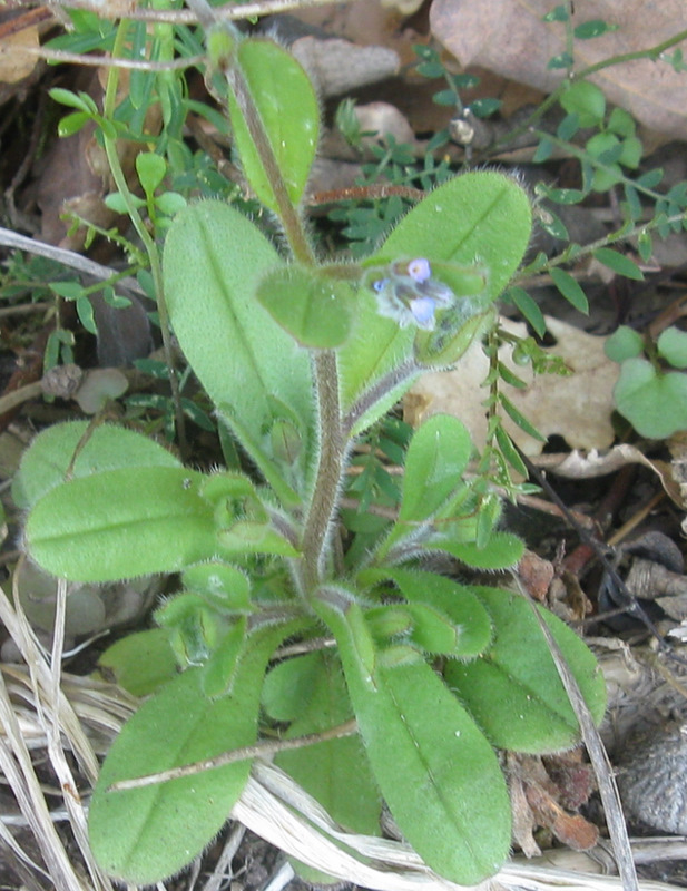 Myosotis ?