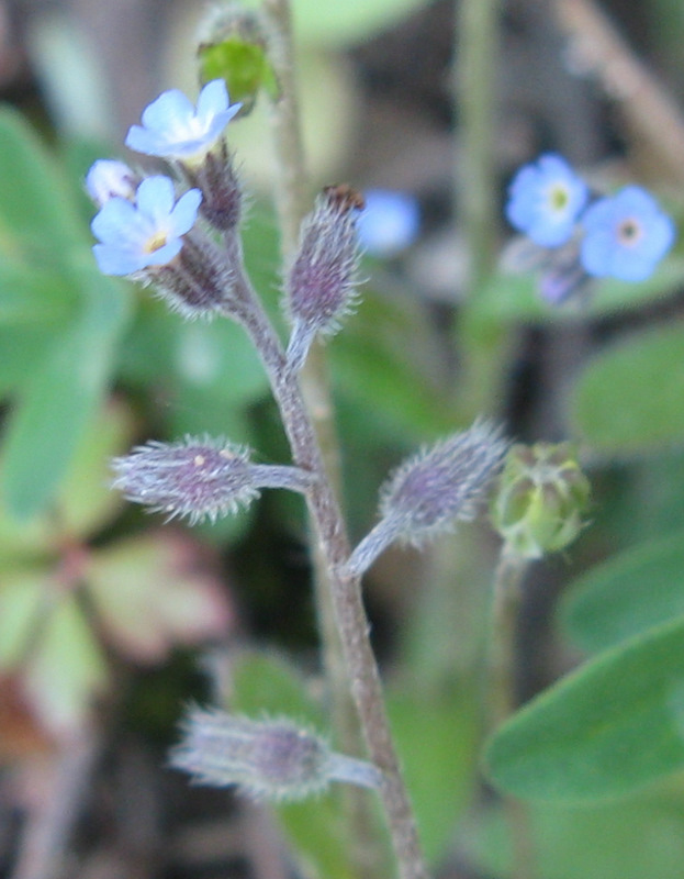 Myosotis ?