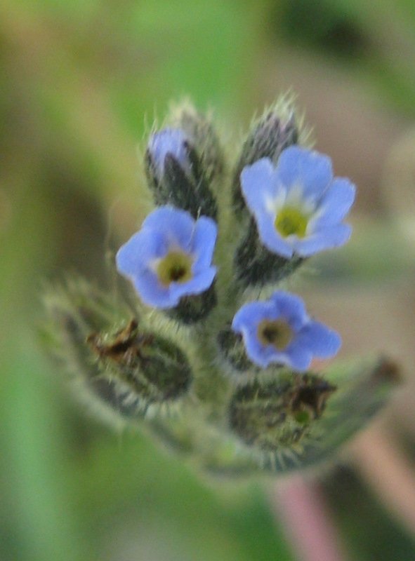 Myosotis ?