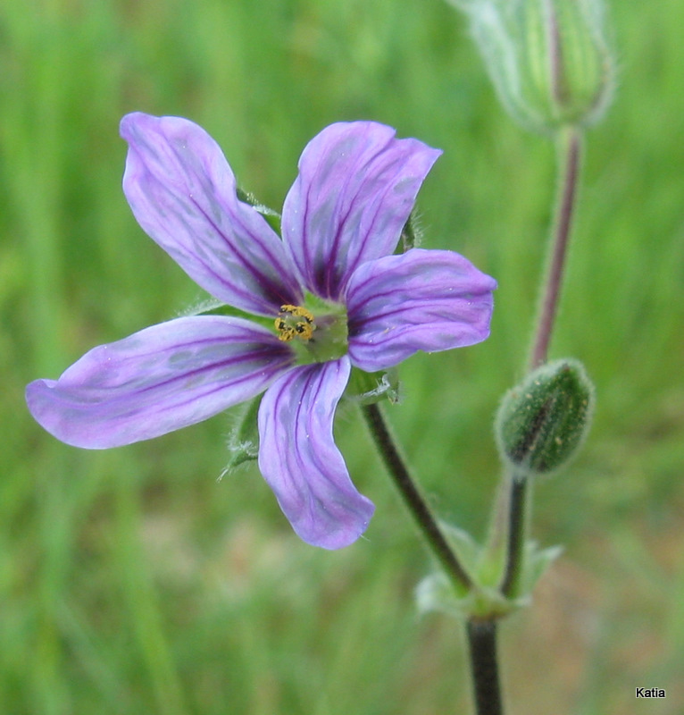 Erodium ciconium / Becco di gr maggiore