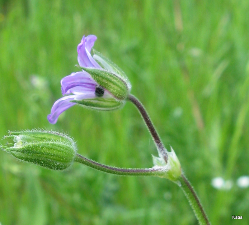 Erodium ciconium / Becco di gr maggiore