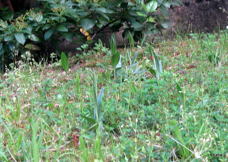 Ophrys speculum in citta (Empoli)  SONO COMMOSSO-