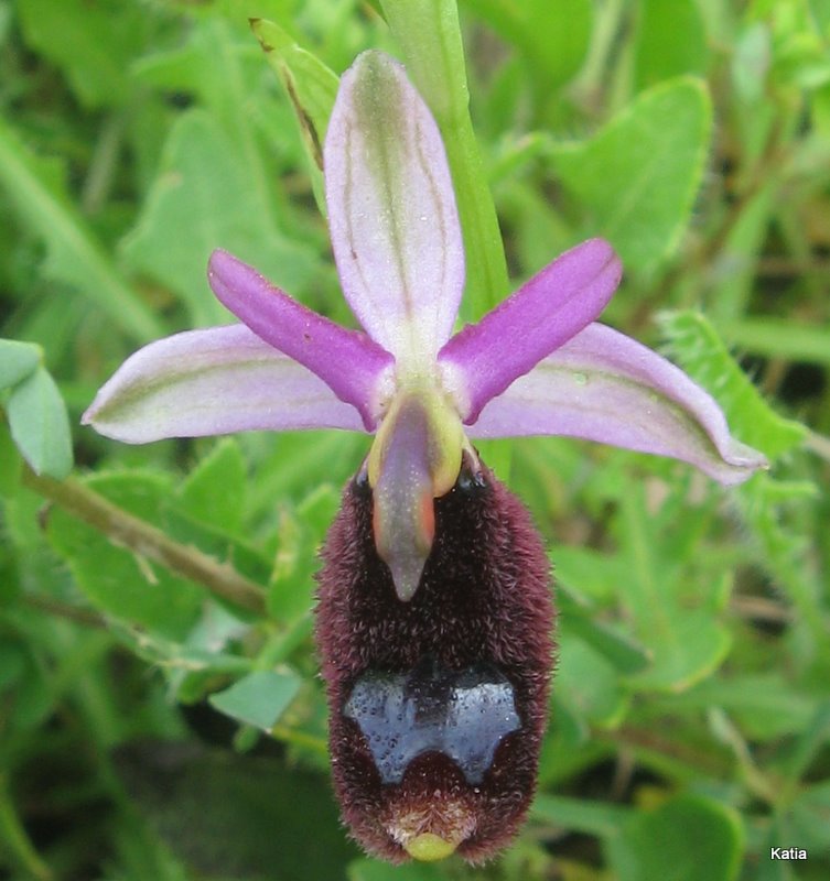 O. bertoloni subsp. bertolonii