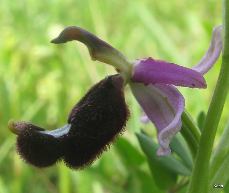 O. bertoloni subsp. bertolonii