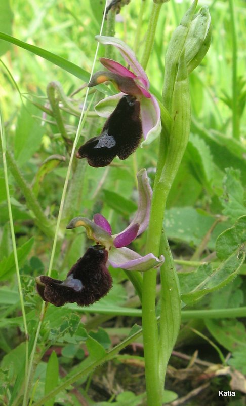 O. bertoloni subsp. bertolonii