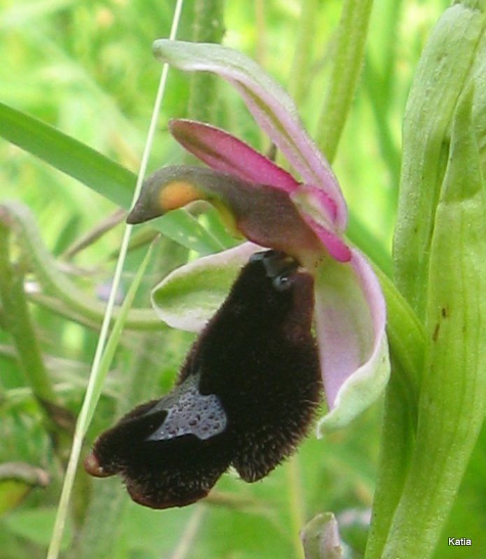 O. bertoloni subsp. bertolonii