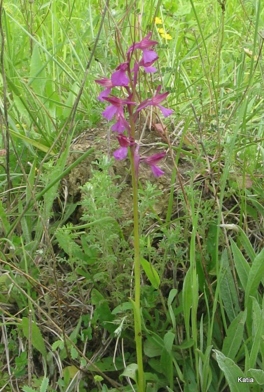 Alcune orchidee