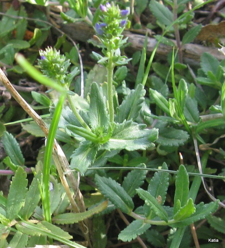 Veronica austriaca - no, Veronica prostrata