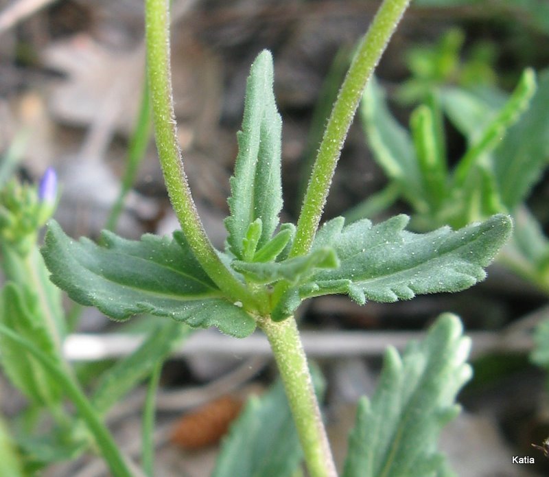 Veronica austriaca - no, Veronica prostrata
