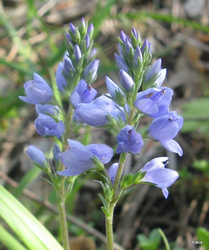 Veronica austriaca - no, Veronica prostrata