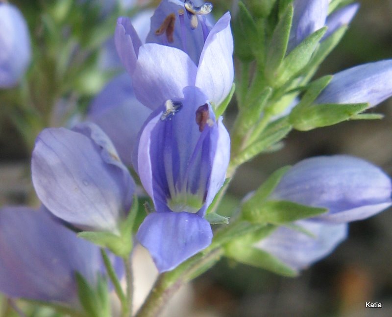 Veronica austriaca - no, Veronica prostrata
