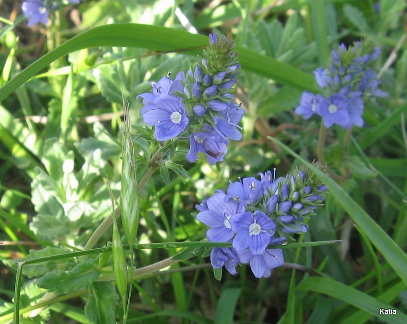 Veronica austriaca - no, Veronica prostrata