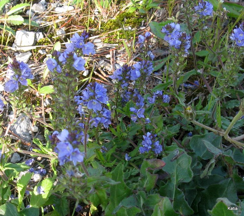 Veronica austriaca - no, Veronica prostrata