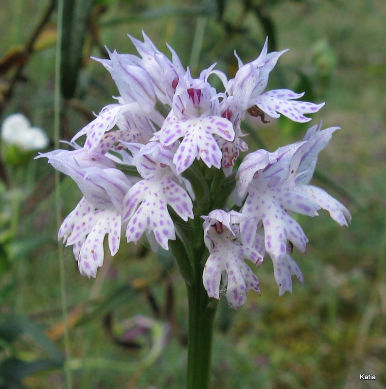 Neotinea tridentata