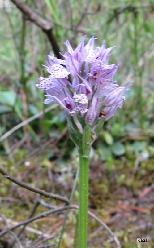 Neotinea tridentata