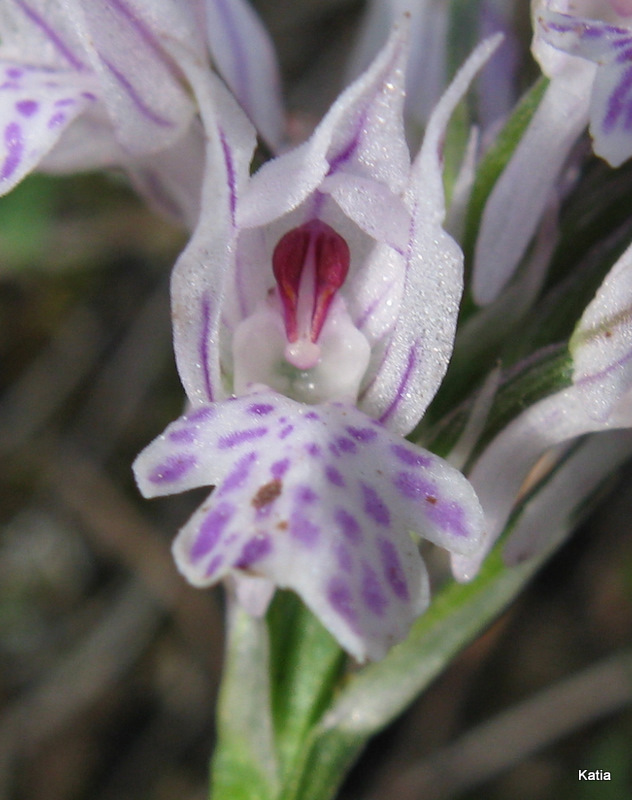 Neotinea tridentata