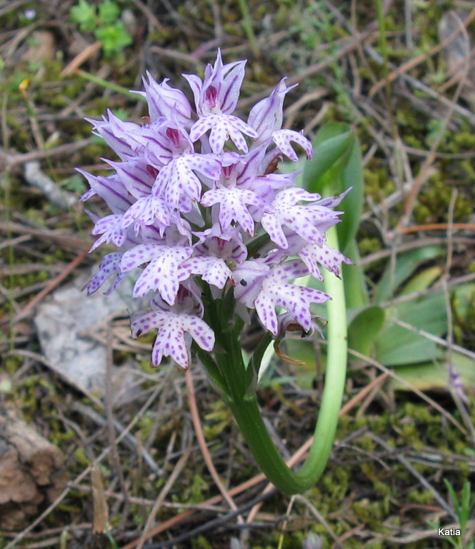 Neotinea tridentata