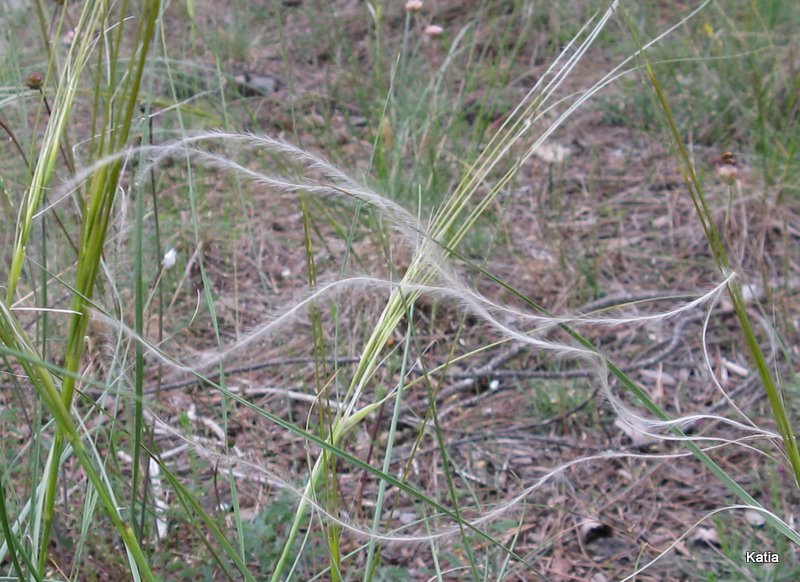 Stipa pennata