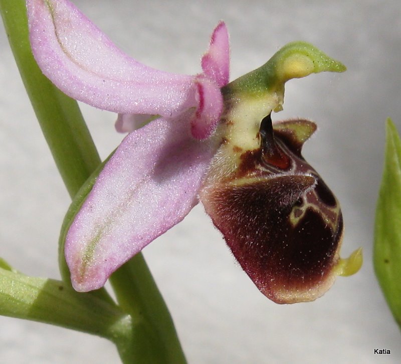 Ophrys