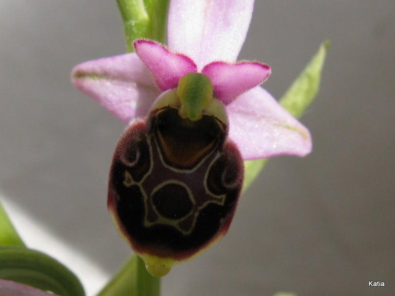 Ophrys