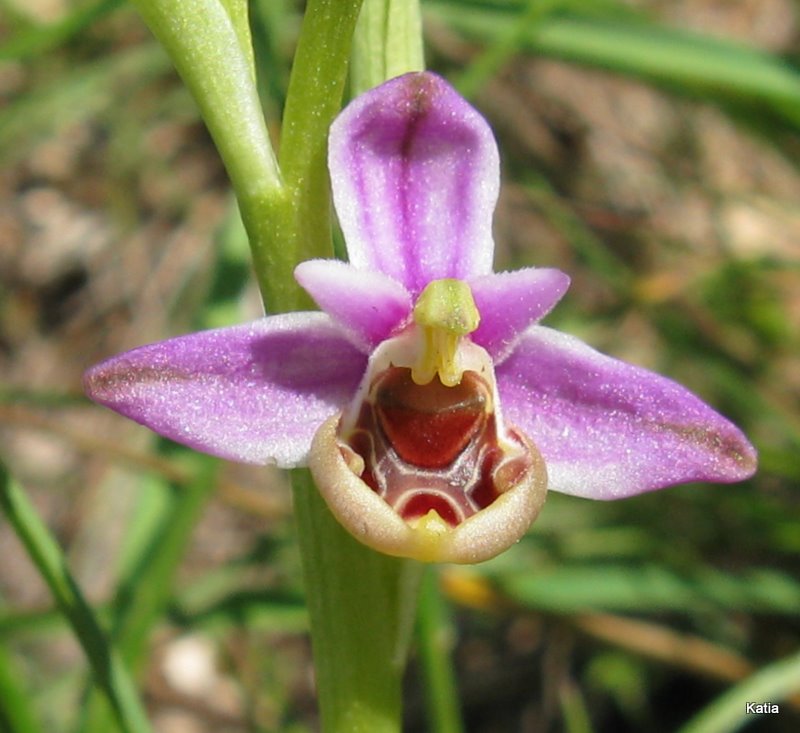 Ophrys