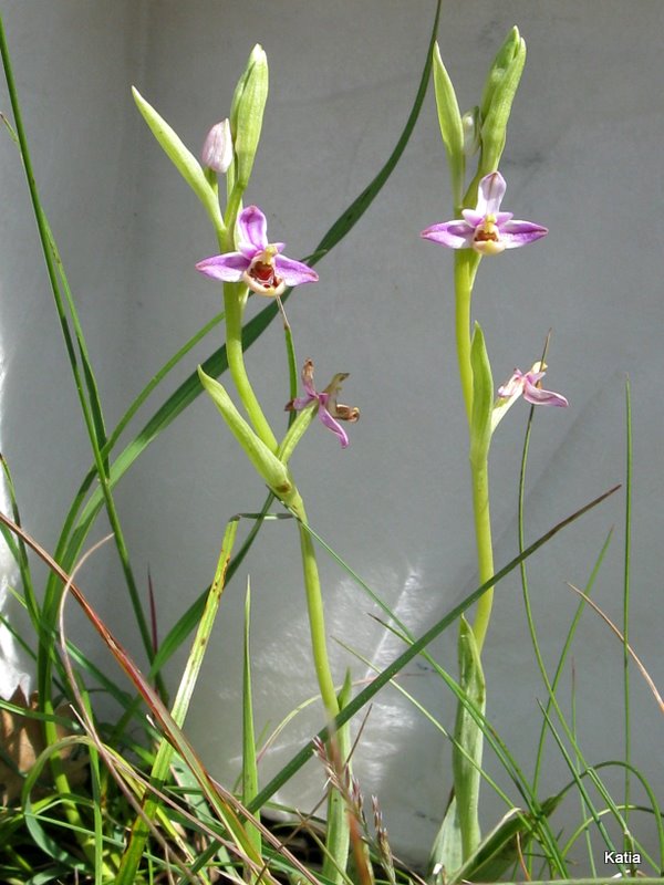 Ophrys