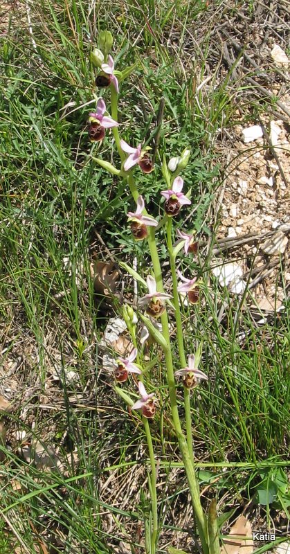 Ophrys