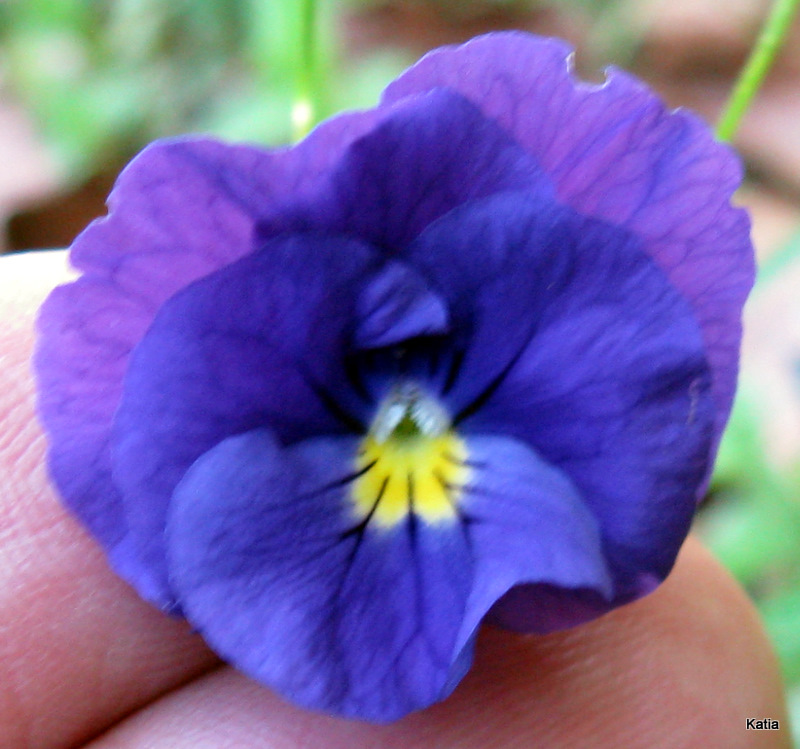 Viola eugeniae e Viola magellense?