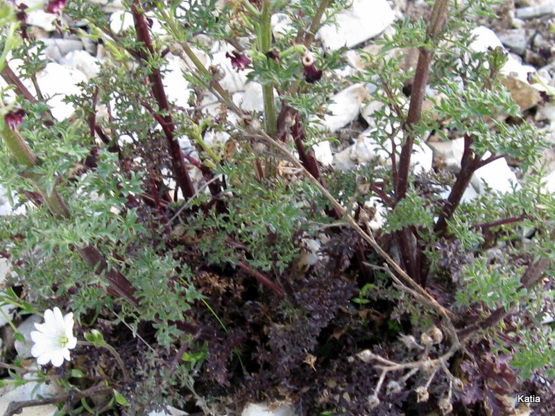 Scrophularia hoppii  / Scrofularia di Hoppe