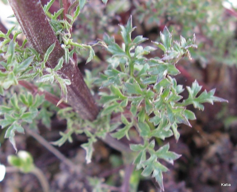 Scrophularia hoppii  / Scrofularia di Hoppe
