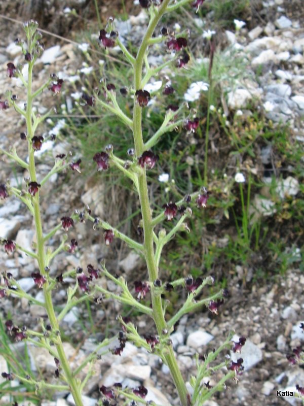 Scrophularia hoppii  / Scrofularia di Hoppe