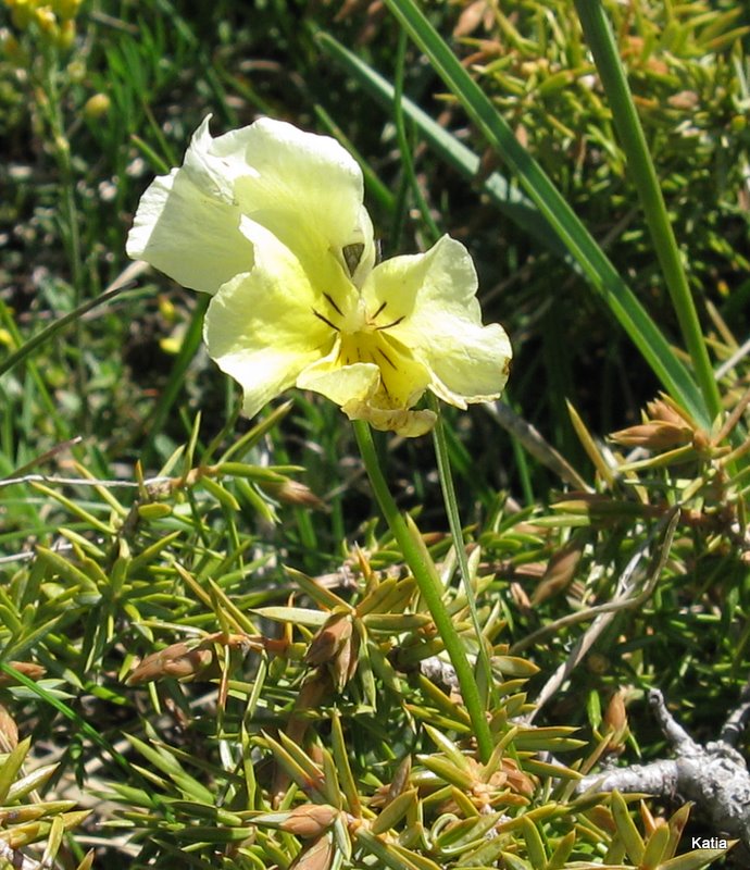 Viola eugeniae e Viola magellense?